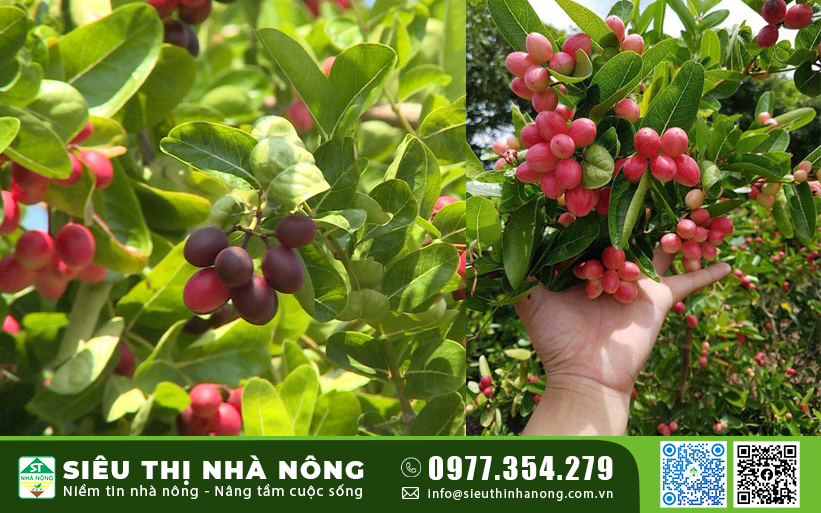 Hướng dẫn kỹ thuật trồng, chăm sóc cây siro đạt năng suất