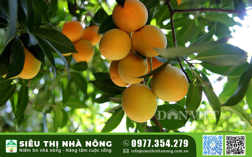 Mua cây giống Thanh Trà chất lượng tại Siêu Thị Nhà Nông