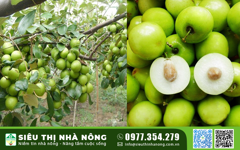 Cung cấp giống Táo Thái chất lượng tại Siêu Thị Nhà Nông