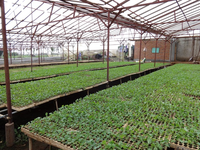  Địa chỉ mua hạt giống rau giá sỉ uy tín