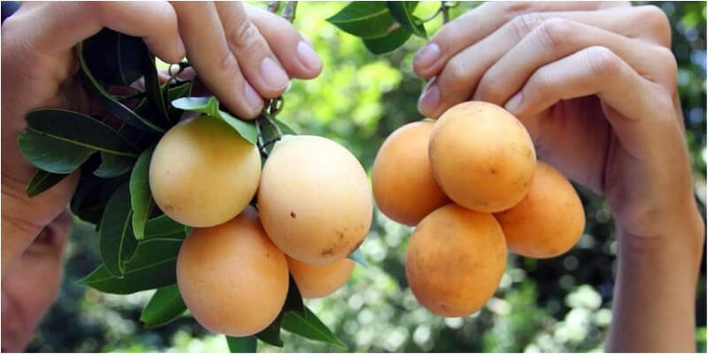 Lợi ích của thanh trà ngọt với sức khỏe