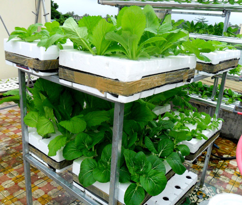 Chăm sóc và thu hoạch với mô hình trồng rau thủy canh