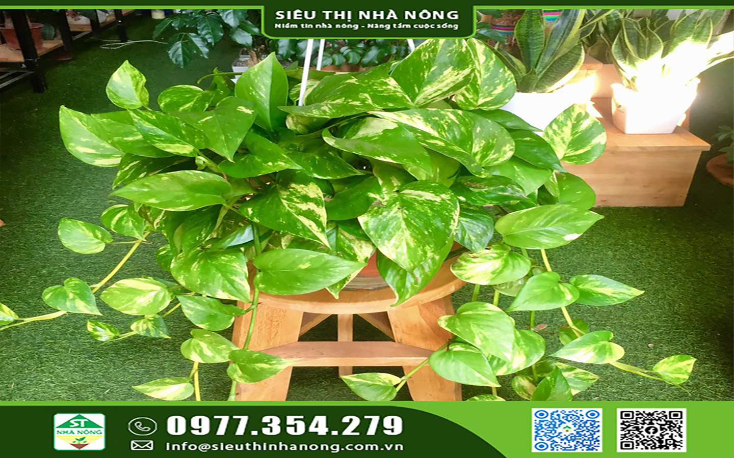 Có nên trồng cây trầu bà trong nhà không?