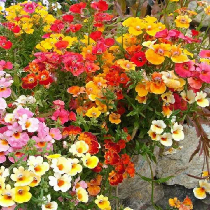 Cung Cấp Giống Hoa Mây Nhiều Màu Chất Lượng Cao 