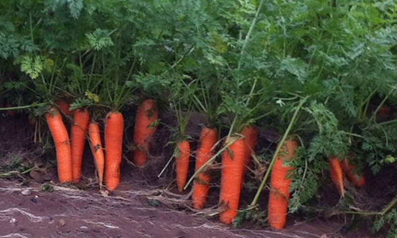 Cách trồng cà rốt tại nhà
