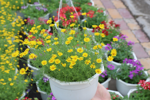 Hạt Giống Hoa Cúc Sao Băng tại Siêu Thị Nhà Nông