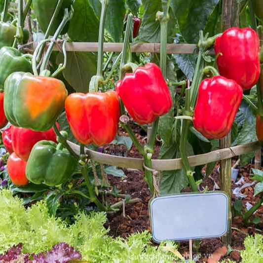 Ớt chuông trồng tại nhà