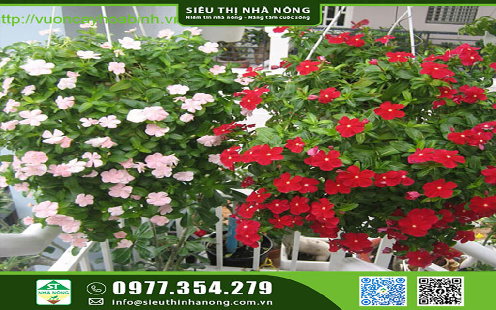 Trồng hoa dừa cạn tô điểm ngày Tết tại Siêu Thị Nhà Nông