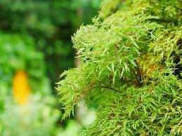 Cây Đinh Lăng - Vị thuốc có nhiều công dụng trị bệnh