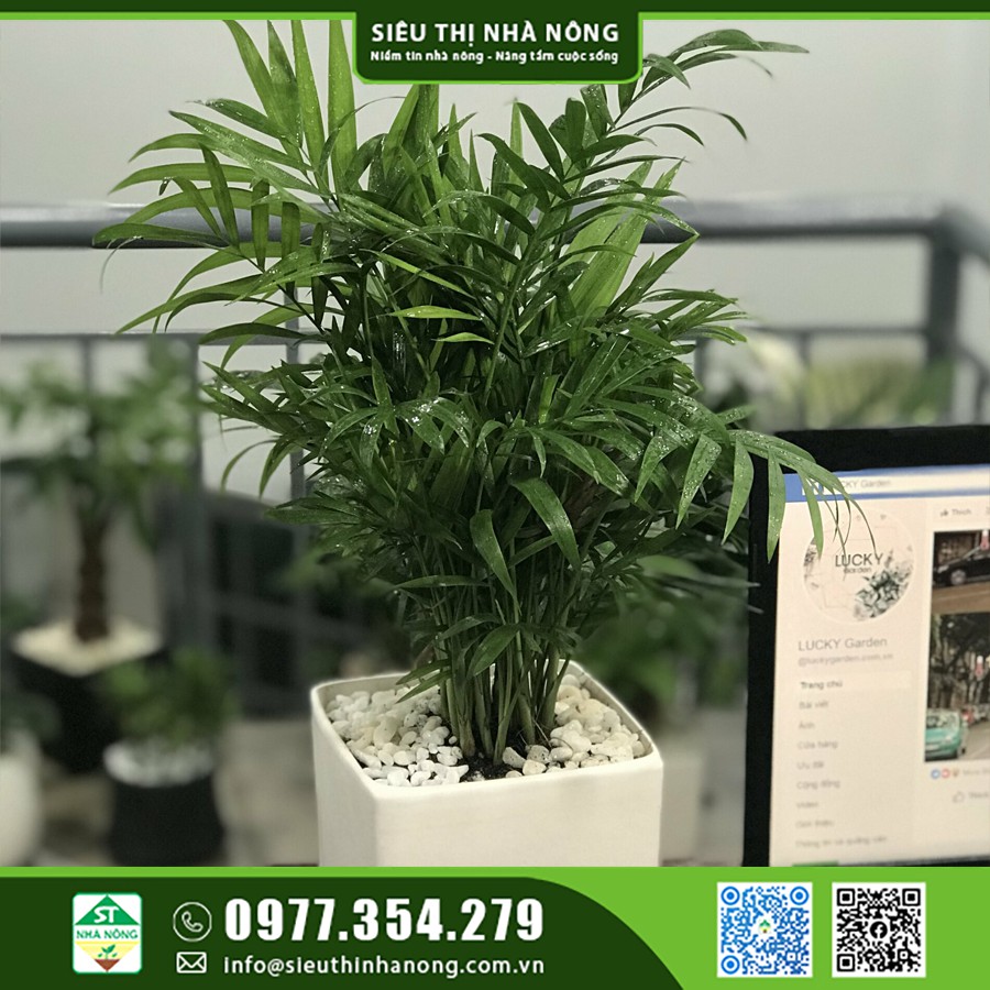 CÂY CAU TIỂU TRÂM