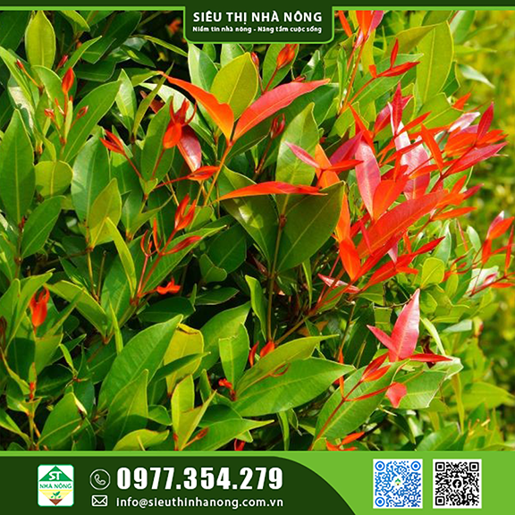Cây Hồng Lộc – Đặc điểm, ý nghĩa, cách nhận biết và chăm sóc