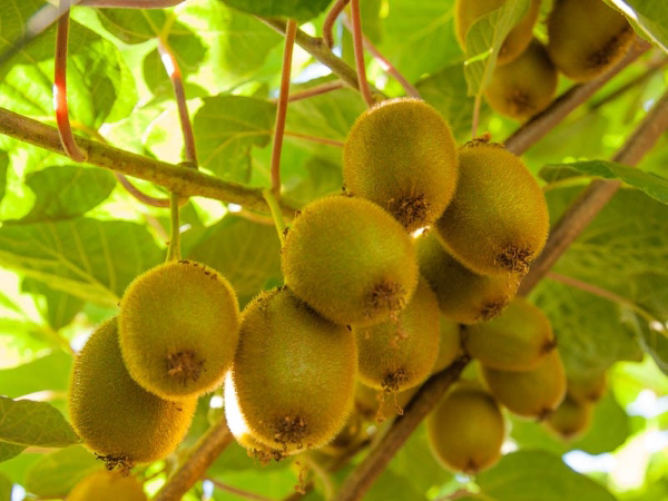 Cây kiwi cây leo ăn quả độc đáo 