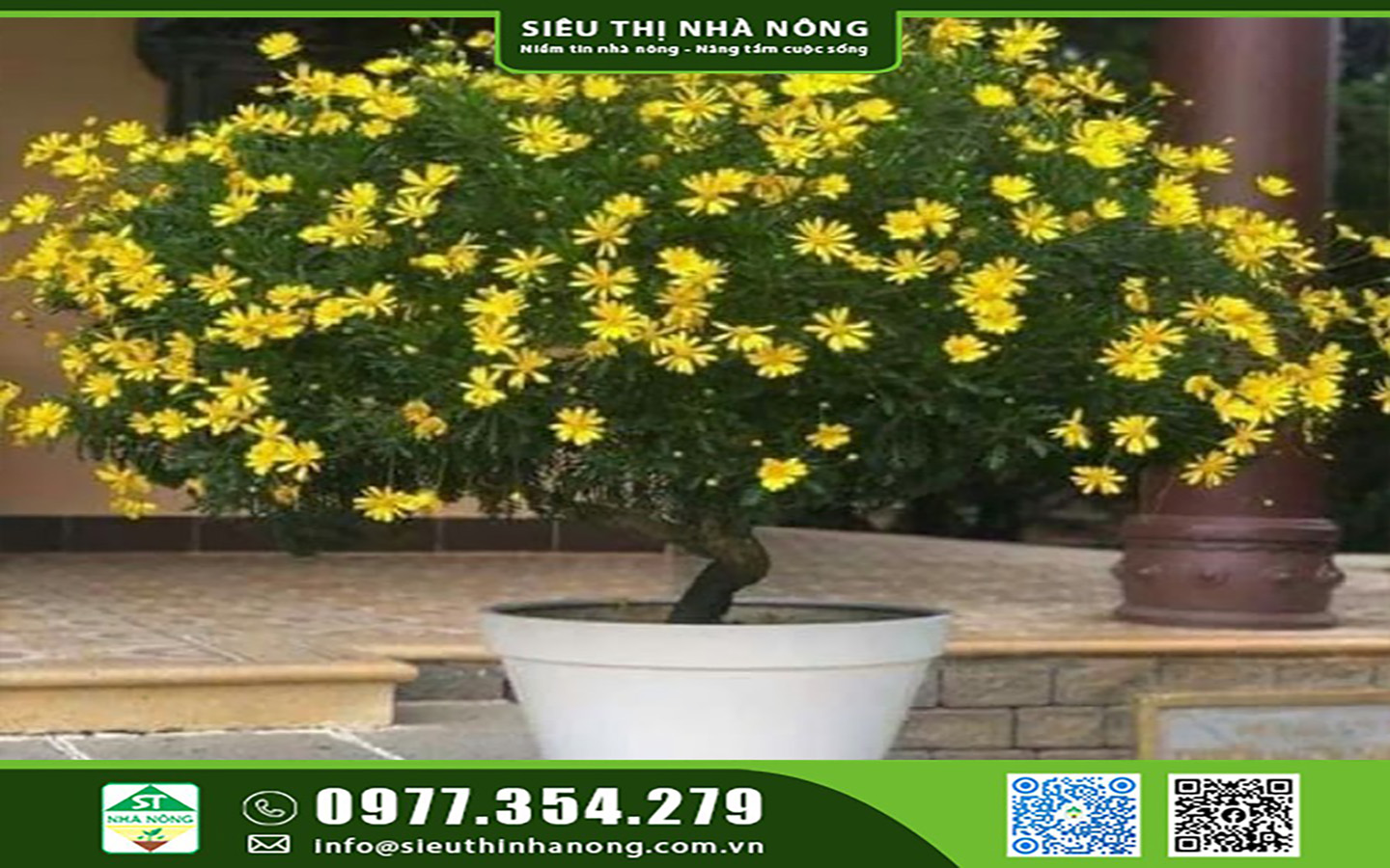 Cây giống cúc thân gỗ tại Siêu Thị Nhà Nông 