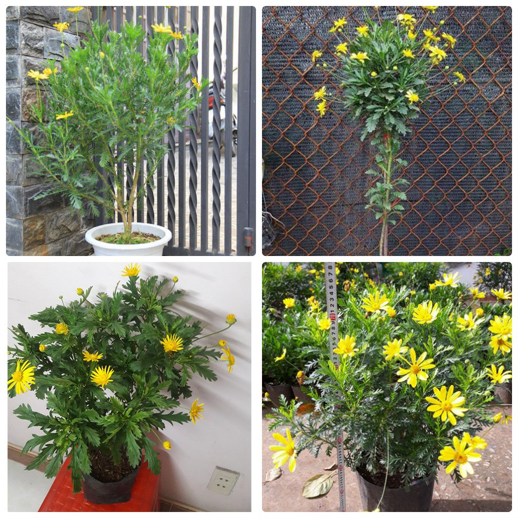 Cây giống cúc thân gỗ tại Siêu Thị Nhà Nông 