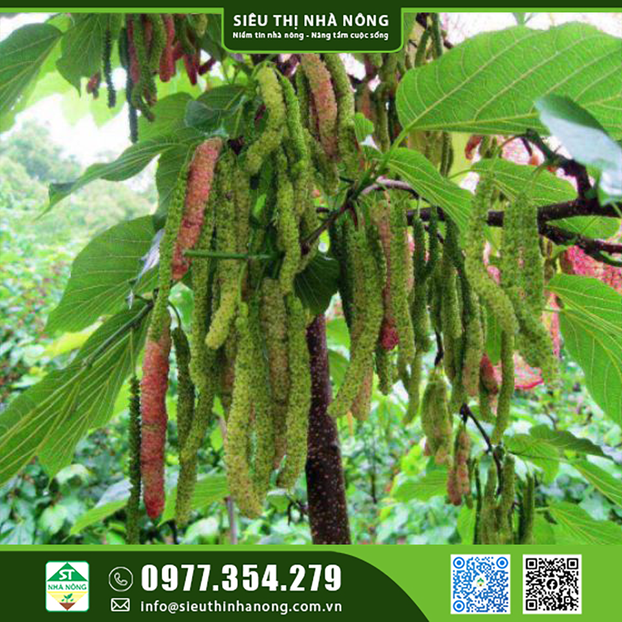 Cách trồng và chăm sóc cây dâu quả dài Đài Loan