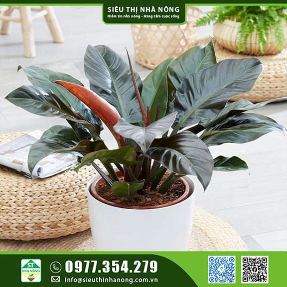 Cây trầu bà đế vương đỏ