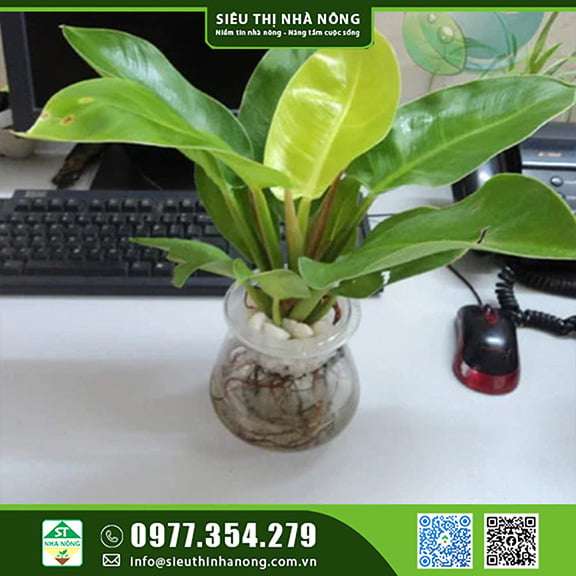 Cây trầu bà đế vương Vàng