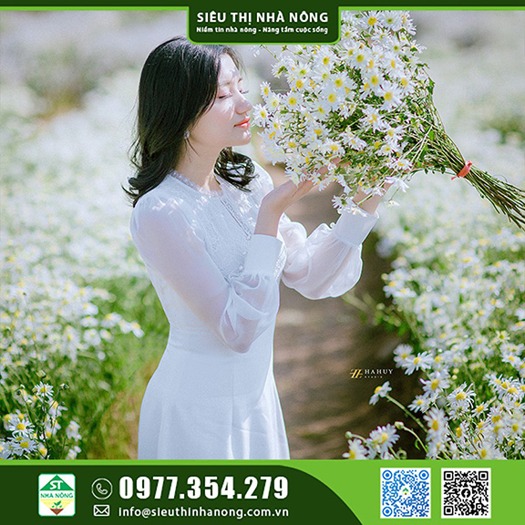 Giống Cúc Họa Mi