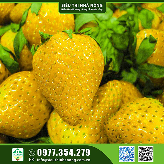 Cây dâu tây vàng – Kỹ thuật chồng và chăm sóc hiệu quả