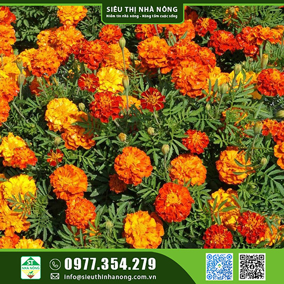 Hoa Vạn Thọ Ban Mai