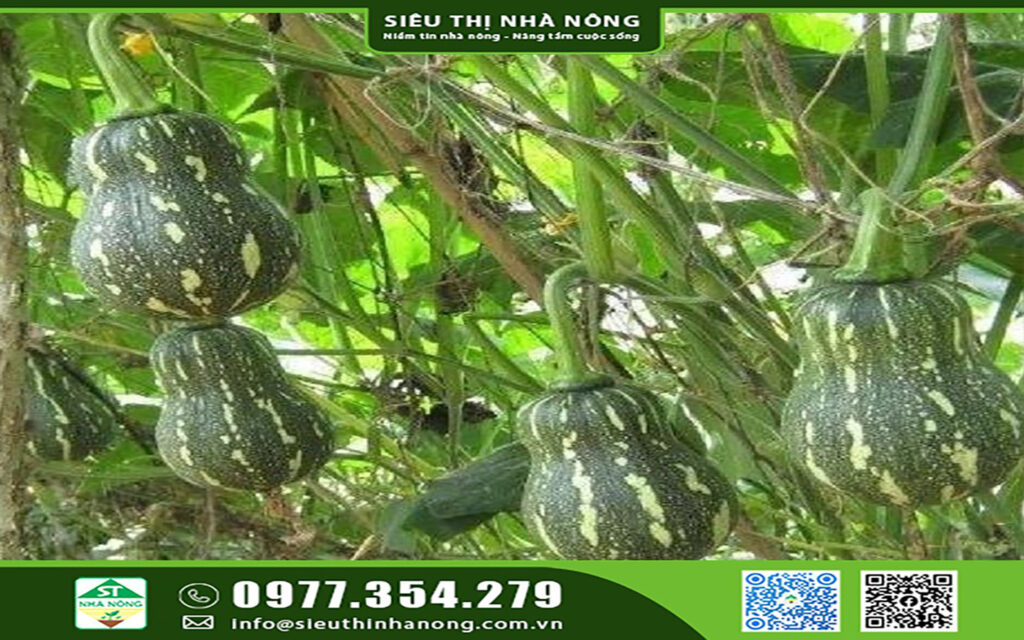 Kỹ thuật trồng bí đỏ hồ lô cho năng suất tại Siêu Thị Nhà Nông