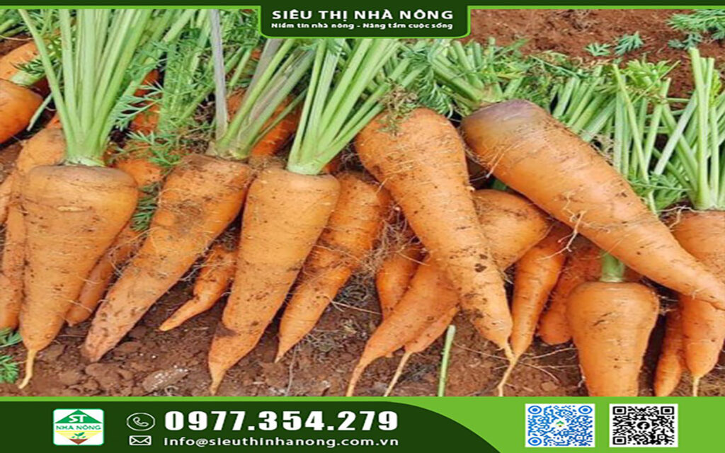 Cách trồng cà rốt tại nhà, Hạt giống tại Siêu Thị Nhà Nông