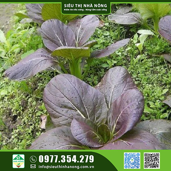 Hạt giống cải thìa đỏ