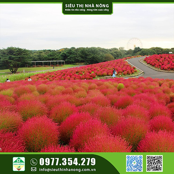Cỏ Đổi Màu tại Siêu Thị Nhà Nông