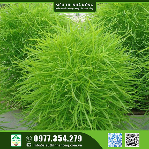 Hạt Giống Cỏ Đổi Màu tại Siêu Thị Nhà Nông