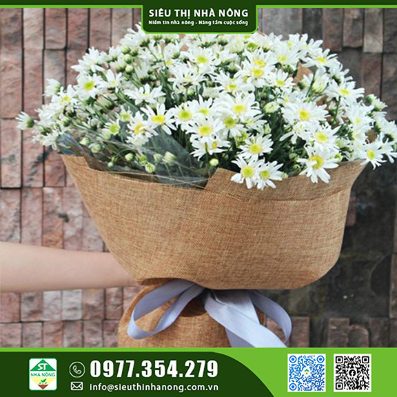 Giống Cúc Họa Mi