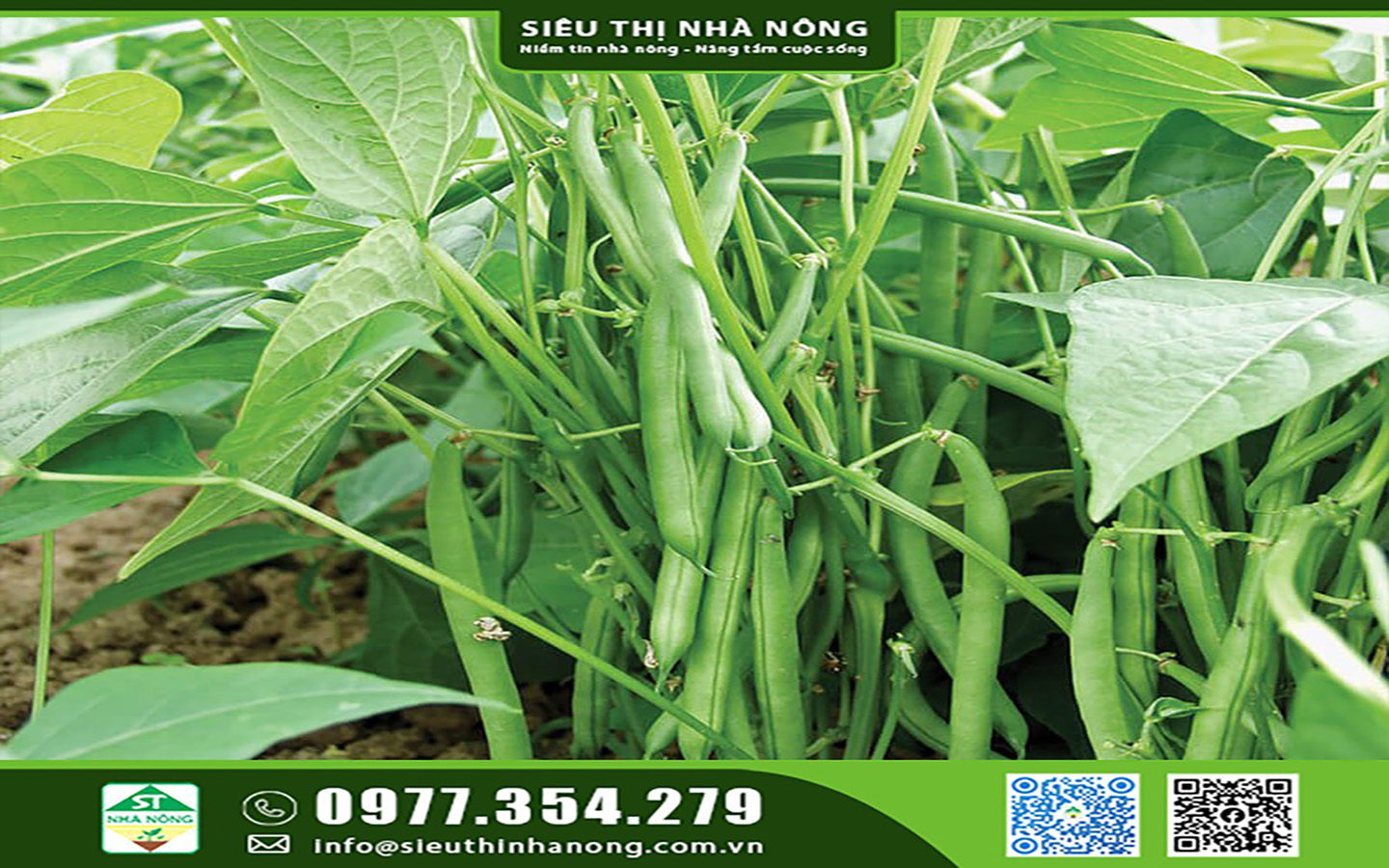 Hạt giống đậu cove lùn (cô ve bụi) - Siêu Thị Nhà Nông