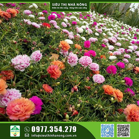 HG hoa 10h Mỹ kép mix2