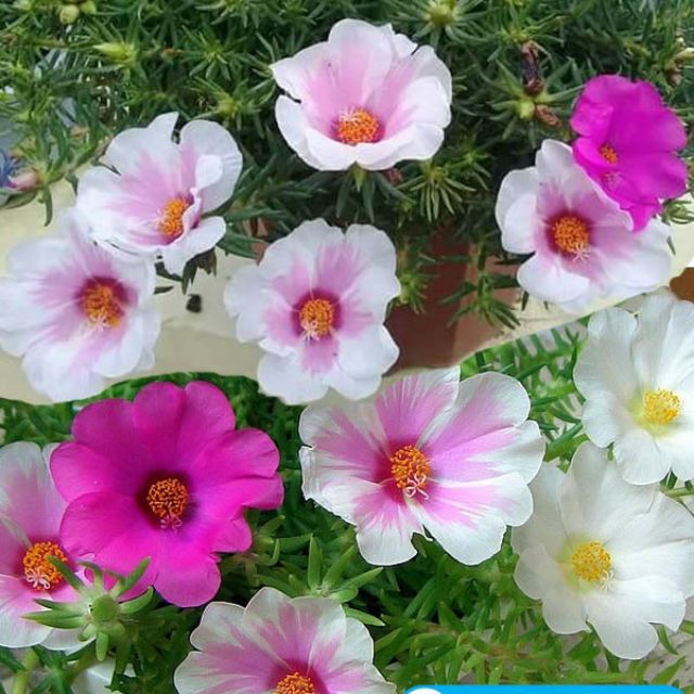 HG hoa 10h mỹ đơn