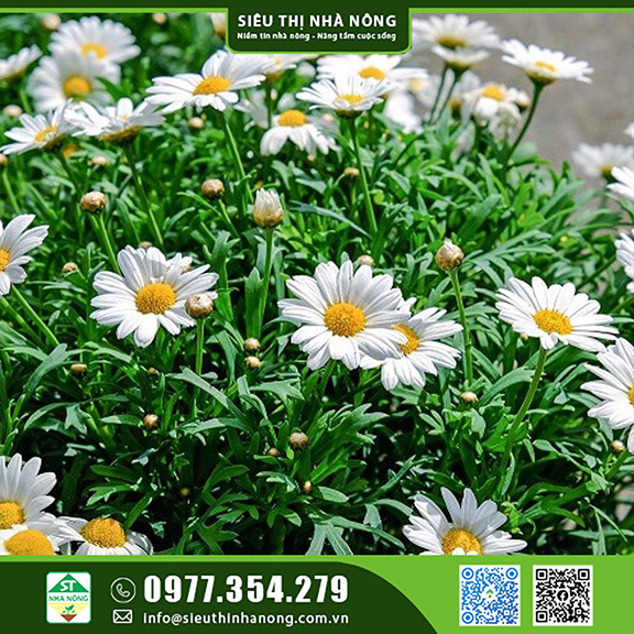 Hạt Giống Cúc Họa Mi tại Siêu Thị Nhà Nông Đắk Lắk