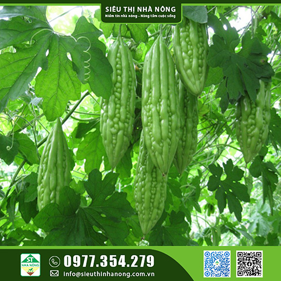 Cách trồng khổ qua