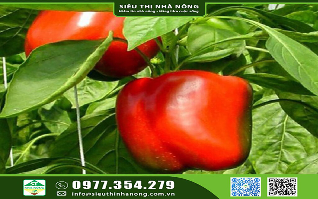 Mua Hạt giống ớt chuông ở đâu?