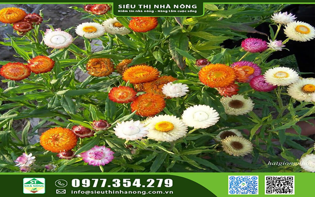 Cây hoa bất tử – Cách trồng và chăm sóc cây hoa bất tử