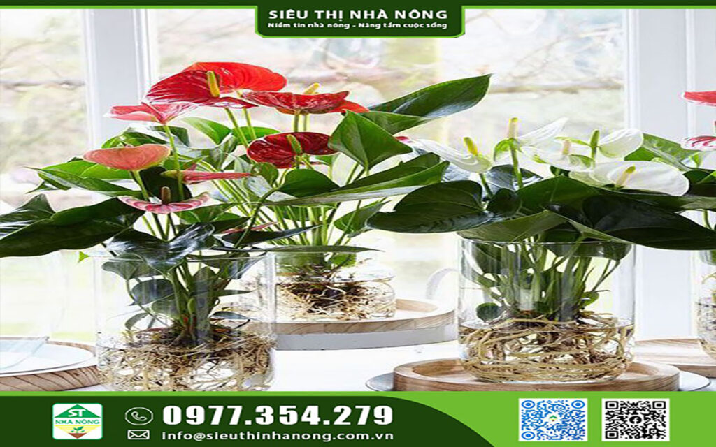 Ý nghĩa hoa hồng môn, tặng hoa hồng môn những dịp nào?