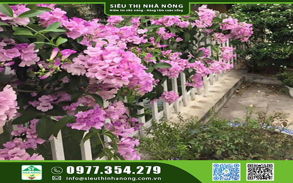 Cây hoa lan tỏi tím - Siêu Thị Nhà Nông