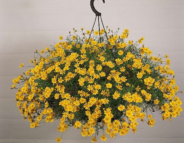 Hạt Giống Hoa Cúc Sao Băng tại Siêu Thị Nhà Nông