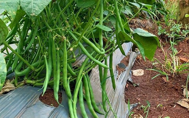 Hạt giống đậu cove lùn (cô ve bụi) - Siêu Thị Nhà Nông