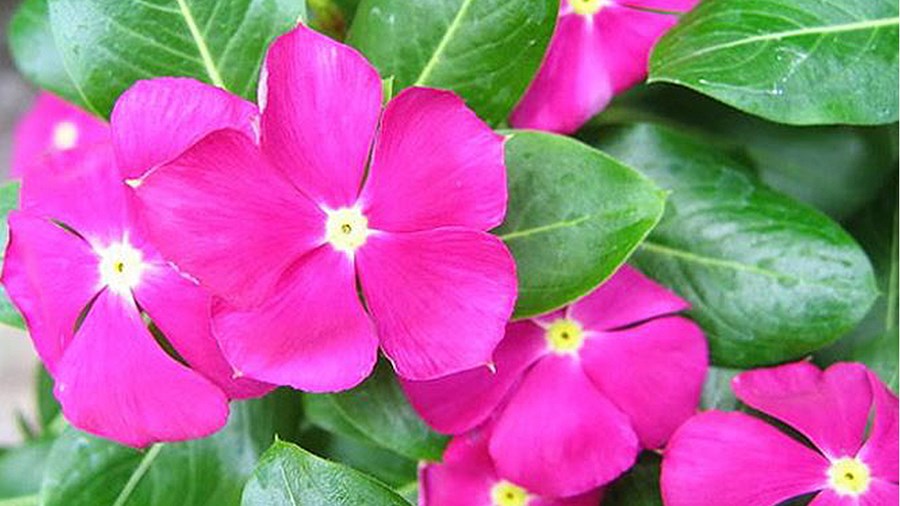 Cây hoa dừa cạn