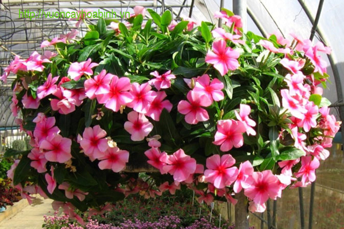 Cây hoa dừa cạn