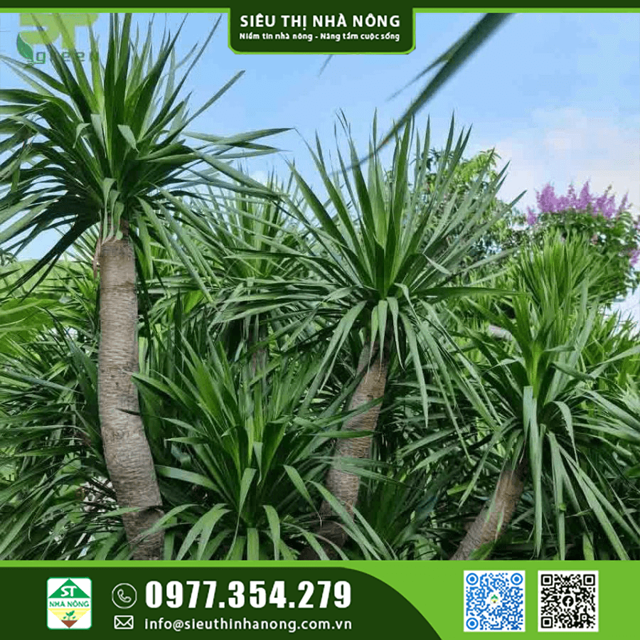 Cây phát tài núi tại Lâm Đồng- Giá bán, cách trồng và ý nghĩa