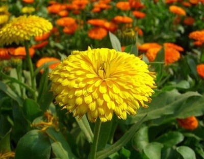 Cúc susi tại Siêu Thị Nhà Nông