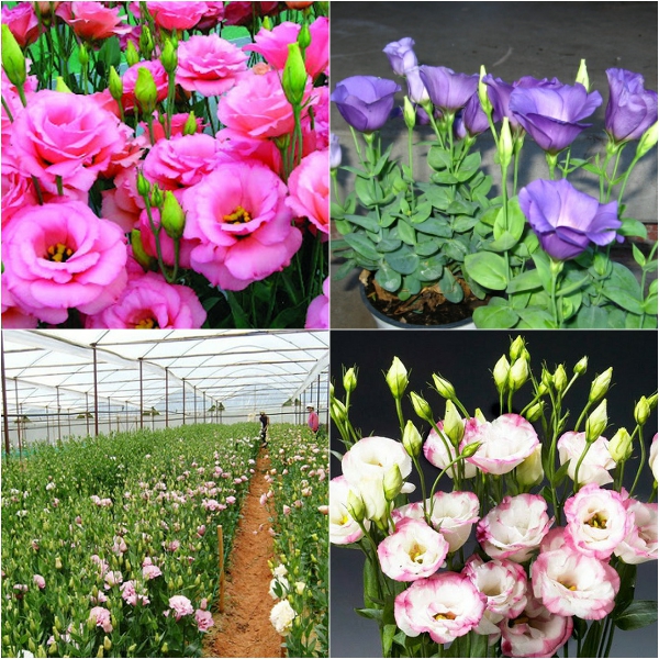 Giống cây hoa cát tường