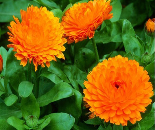 Cúc susi tại Siêu Thị Nhà Nông