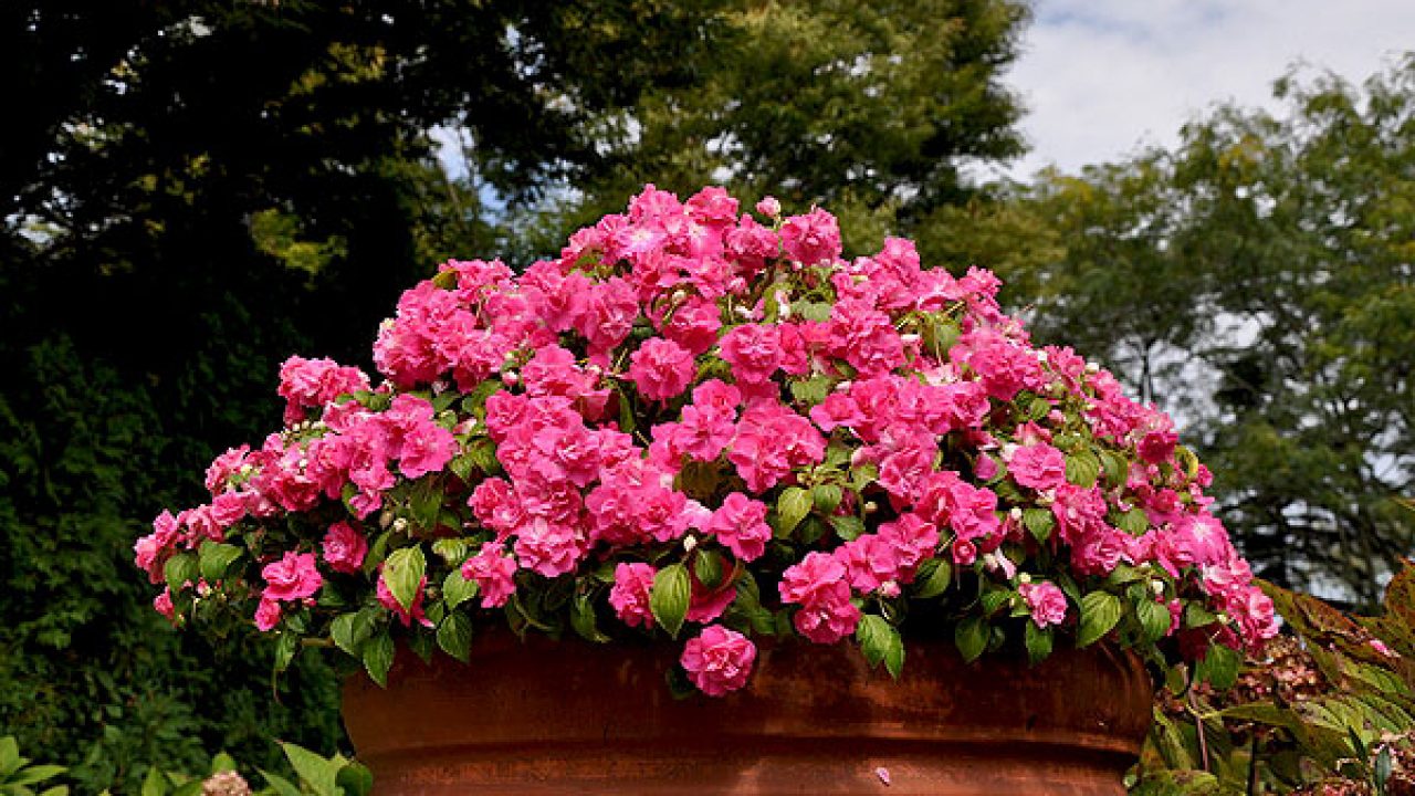 Cây hoa ngọc thảo kép