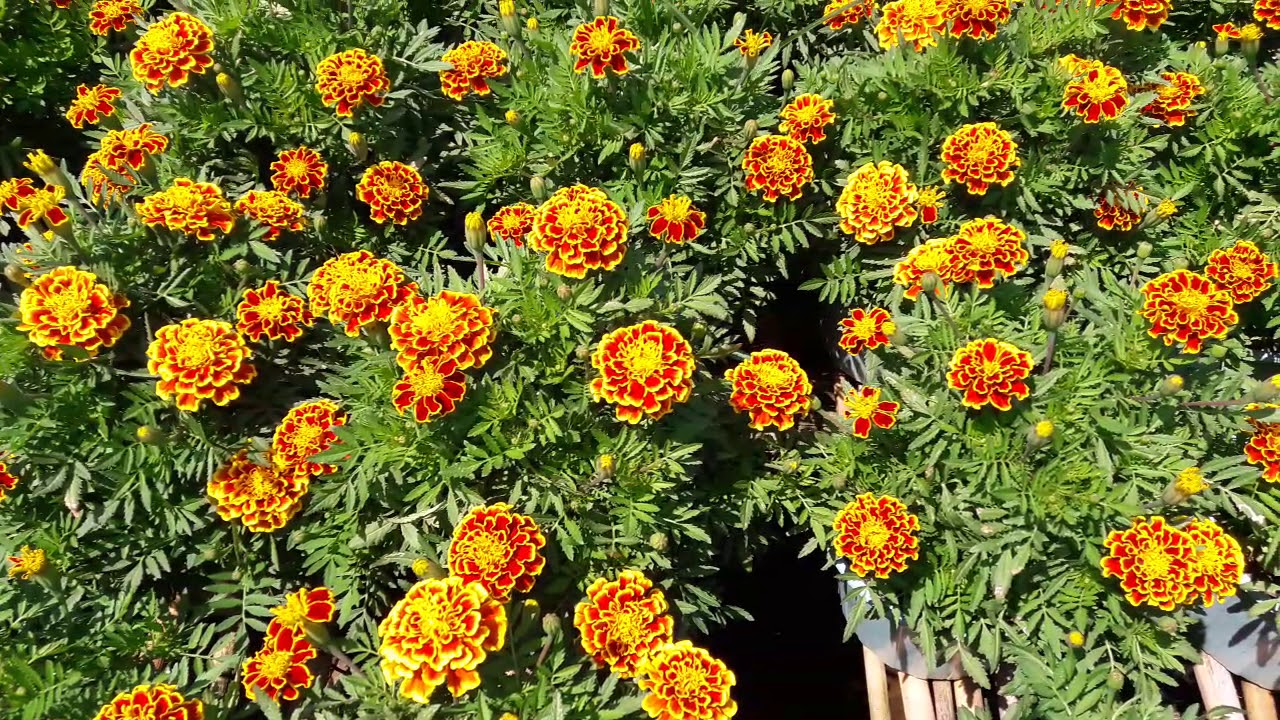 Hoa Vạn Thọ Ban Mai