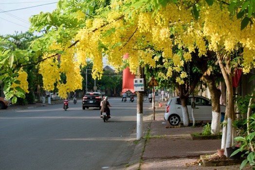 muồng hoàng yến 